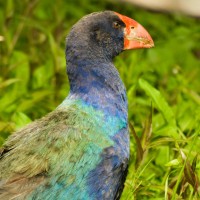 South Island Takahe